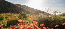 Vente Maison Almazaras  253 m2 Espagne