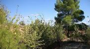 Vente Terrain Ayora  27 m2 Espagne