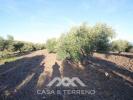 Vente Terrain Benajarafe BENAJARAFE 1 m2 Espagne