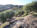 Vente Terrain Benajarafe BENAJARAFE 1 m2 Espagne