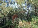 Vente Terrain Calonge MAS-PERE--RAO-DE-ORO 670 m2 Espagne
