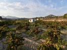 Vente Terrain Calpe  7400 m2 Espagne