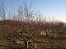 Vente Terrain Canillas-de-albaida  Espagne