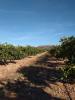 Vente Terrain Enguera  31370 m2 Espagne