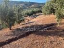 Vente Terrain Periana  32767 m2 Espagne