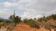 Vente Terrain Teresa-de-cofrentes  13000 m2 Espagne