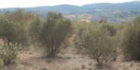 Vente Terrain Teresa-de-cofrentes  13375 m2 Espagne