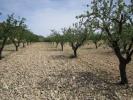 Vente Terrain Yecla  12434 m2 Espagne