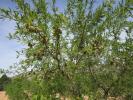 Vente Terrain Yecla  10401 m2 Espagne