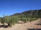 Vente Terrain Yecla  6154 m2 Espagne