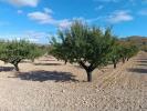 Vente Terrain Yecla  32767 m2 Espagne