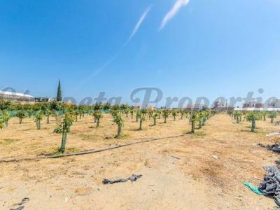 Vente Terrain ALGARROBO 29750