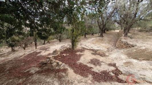 Vente Terrain EL-VALLE 18658