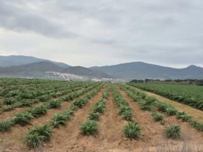 Vente Terrain HONDON-DE-LAS-NIEVES 03688