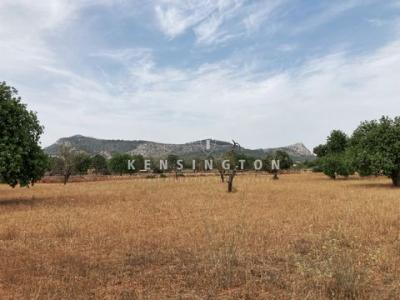 Vente Terrain LLUCMAJOR 07609