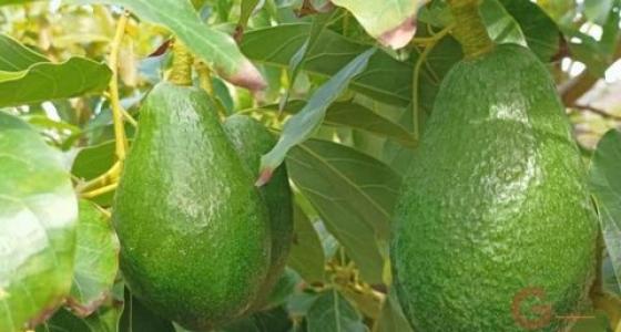 Vente Maison MOTRIL 18600