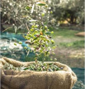 Vente Terrain MURCIA 30001