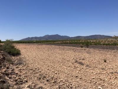 Vente Terrain PINOSO 03650