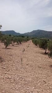 Vente Terrain SALINAS 03130