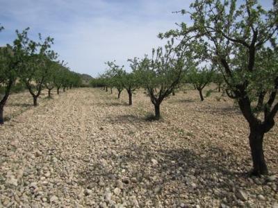 Vente Terrain YECLA 30510