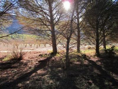 Vente Terrain YECLA 30510