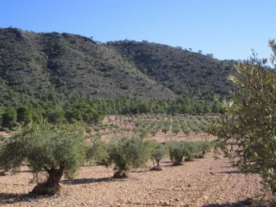 Vente Terrain YECLA 30510