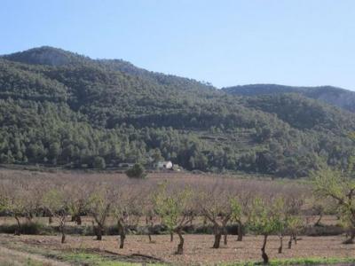 Vente Terrain YECLA 30510