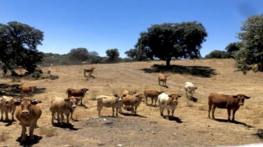 Vente Terrain Serradilla  CC en Espagne