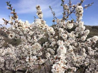 Vente Terrain Albondon  GR en Espagne