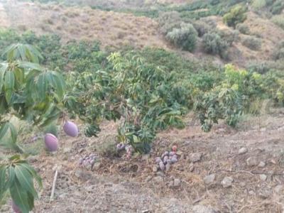 Vente Terrain Frigiliana  MA en Espagne