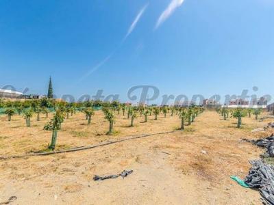 Annonce Vente Terrain Algarrobo