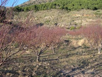 Acheter Terrain Canillas-de-albaida