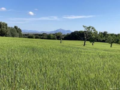 Vente Terrain Mallorca  PM en Espagne