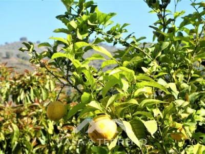 Vente Terrain Canillas-de-aceituno CANILLAS-DE-ACEITUNO MA en Espagne