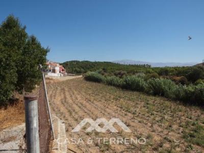 Annonce Vente Terrain Almayate-bajo