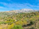 Vente Terrain Sedella 29715