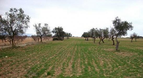 Vente Terrain Zarra  V en Espagne