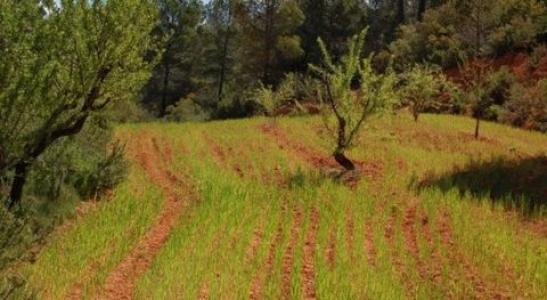 Vente Terrain Teresa-de-cofrentes  V en Espagne