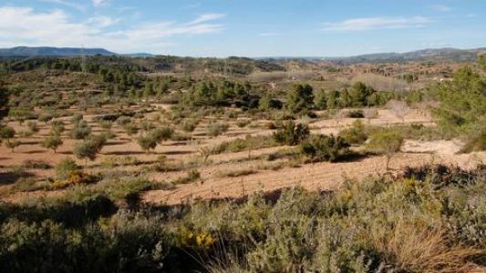 Vente Terrain Teresa-de-cofrentes  V en Espagne