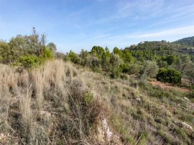 Annonce Vente Terrain Orba