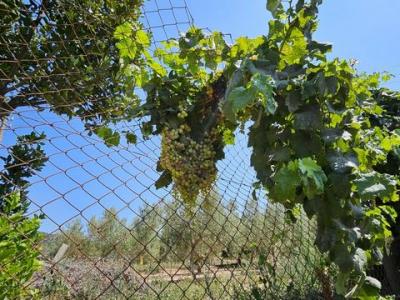 Vente Maison Tortosa  T