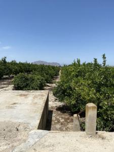 Acheter Terrain Jacarilla rgion ALICANTE