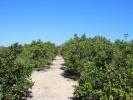 Acheter Terrain Jacarilla rgion ALICANTE