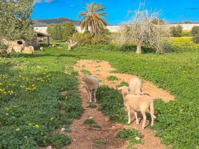 Vente Maison Llucmajor  PM en Espagne