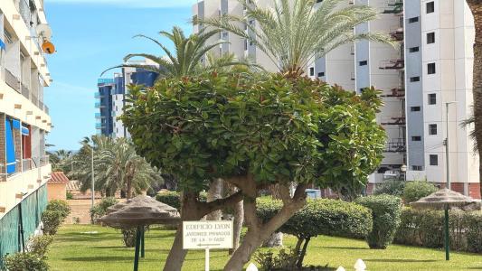 Acheter Appartement Cabo-roig rgion ALICANTE