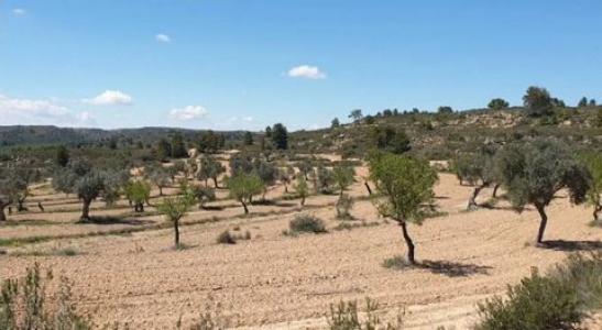 Acheter Terrain 32767 m2 Fabara