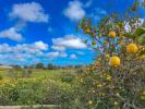 Annonce Vente Maison Llucmajor