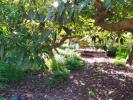 Annonce Vente Terrain Frigiliana