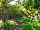 Acheter Terrain Frigiliana