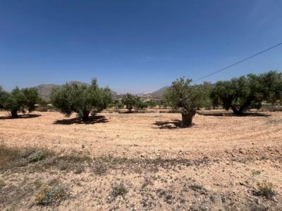 Annonce Vente Terrain Barbarroja